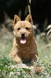 NORWICH TERRIER 006